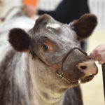 A clinic on how to show stock is one of the featured events at this year’s Farmfair.