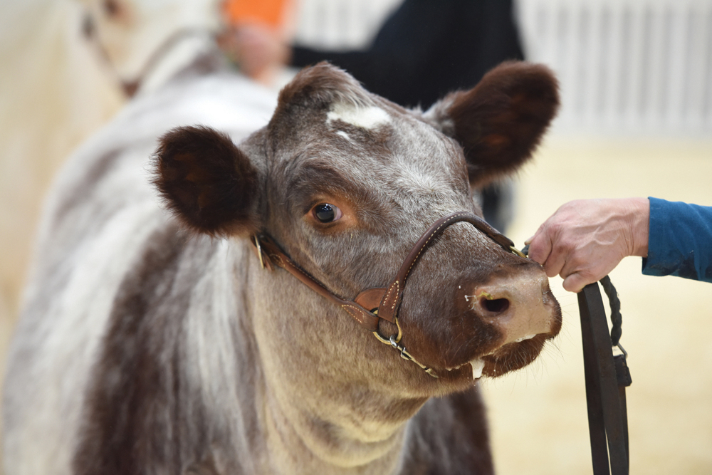 A clinic on how to show stock is one of the featured events at this year’s Farmfair.