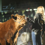 Farmfair International is home to 12 breed shows featuring more than 15 purebred beef breeds. The event runs Nov. 9-13 at the Edmonton EXPO Centre.