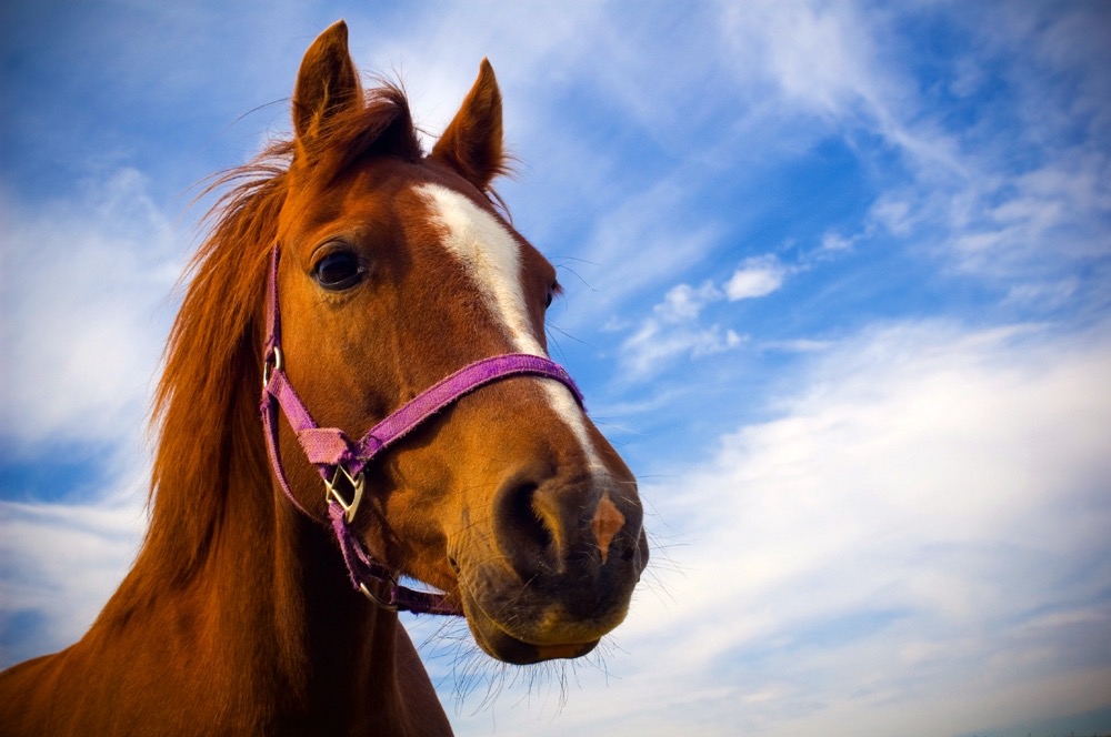 Horse conference offers live presentations