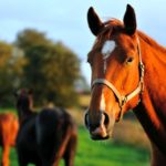 horses