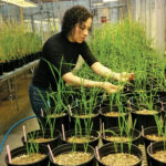 Reem Aboukhaddour is one of four new Ag Canada scientists hired in Alberta this year. Her focus is on diseases such as stripe rust, leaf spot, and fusarium head blight.