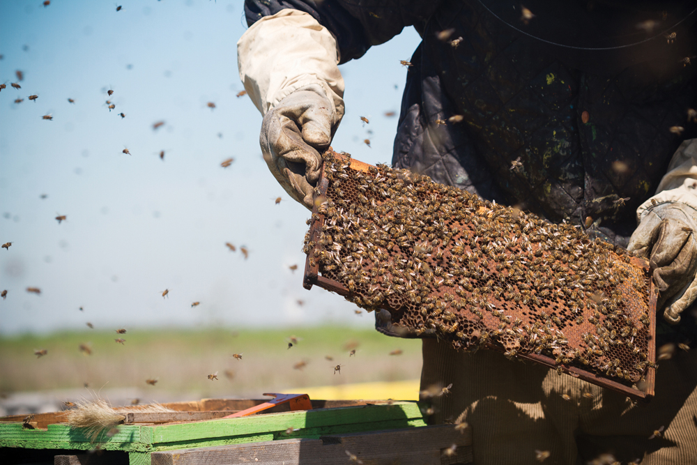 The Beekeeping Cost of Production Survey looks at costs and returns to generate benchmark data and business performance indicators such as Return to Equity.