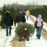 Cutting your own tree ensures freshness and can make lasting Christmas memories.