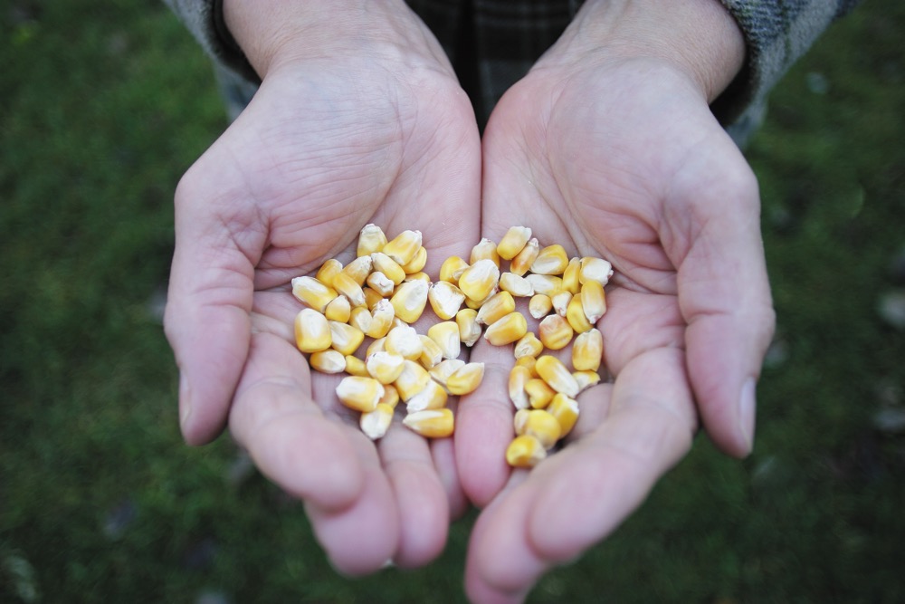 Toxins could be present in ensiled corn