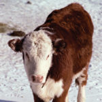 Hereford calf on a snow