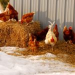 Free workshops on small-flock biosecurity