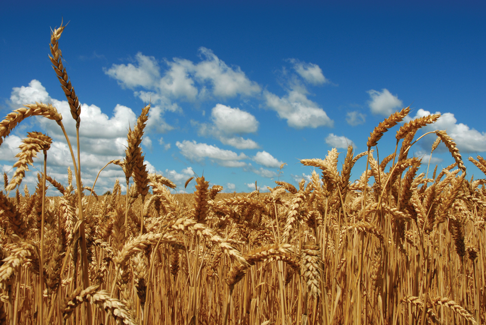 Wheat checkoff to drop in August 2017