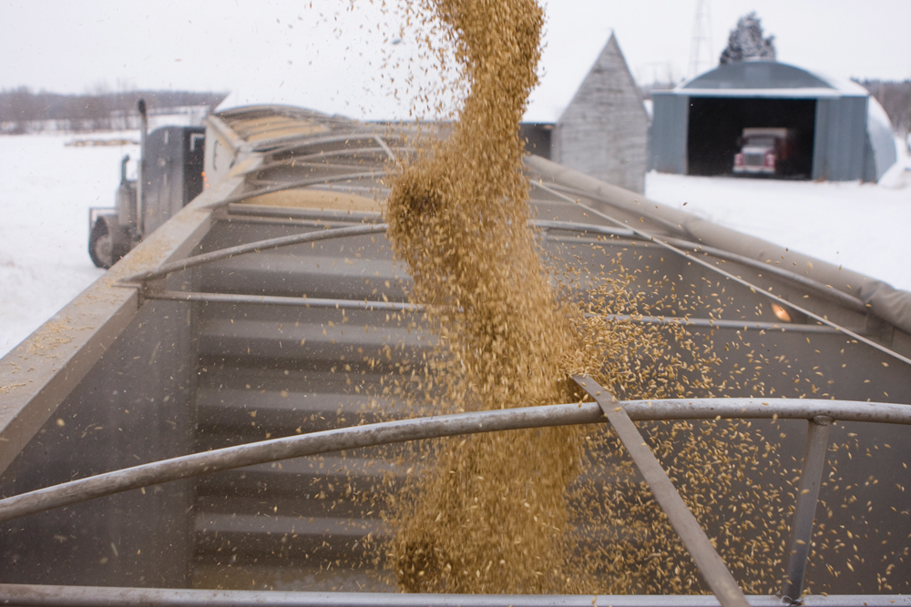 A cash grain broker may be able to get a better price for poor-quality grain, but brokers don’t have to be licensed with the Canadian Grain Commission.