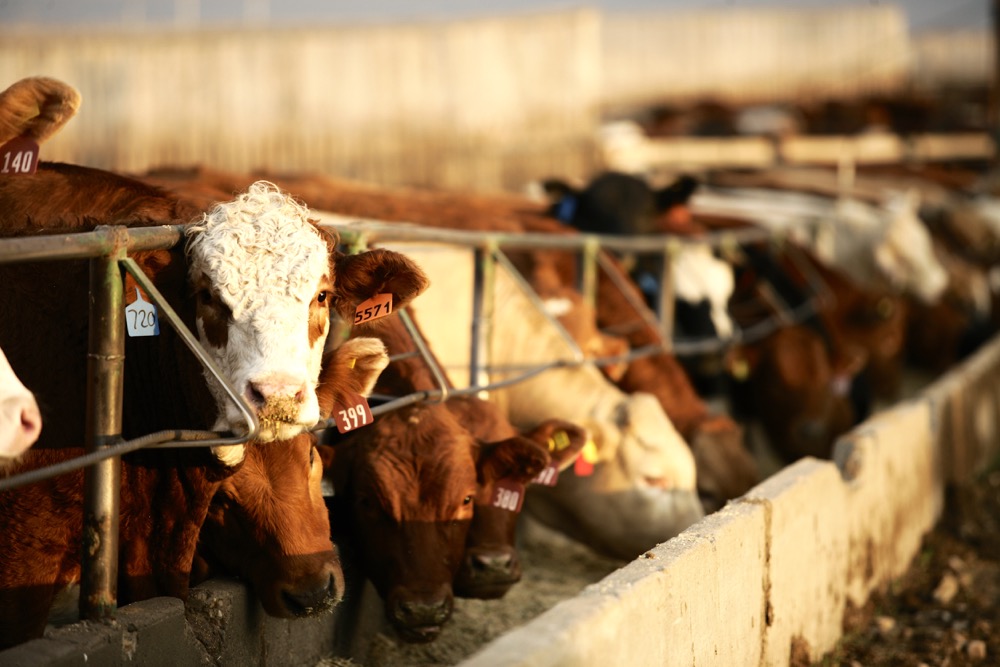 Just a bad patch? Or is the cattle sector in denial?