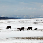 The national beef checkoff hasn’t gone up in nearly two decades, which means less money for marketing and research.