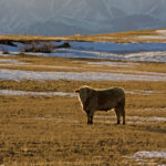‘Verified sustainable’ certification may one day join the iconic mountain shot as a
selling point for Canadian beef.
