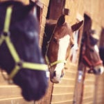 Horses will develop repetitive behaviour in response to stress and unmet needs.