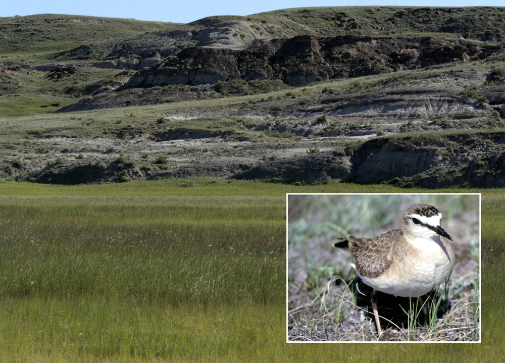 The 42,000 acres of short-grass prairie at Onefour Ranch is home to at least 23 federally listed species at risk, including the mountain plover (inset).