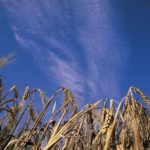 Crop fact sheets available