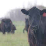 Vaccines can have a major payback, as much as fivefold for the BVD vaccine, says beef economist Kathy Larson.