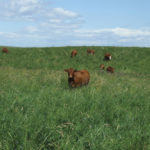 Ducks Unlimited Canada and Crop Production Services will cover about half the seed cost of converting cropland to pasture.