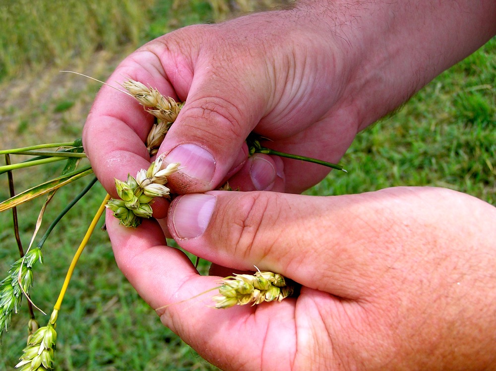 Fusarium graminearum produces DON or vomitoxin, which makes wheat unfit for milling and sees barley rejected for malt or even for feed.