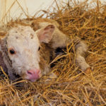 Colostrum is the best ‘drug’ that a producer can use, says Roy Lewis.