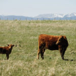 This is the picture — mountains in the background and a landscape made for ranching — that comes to mind
when consumers here and abroad think about Canadian beef.