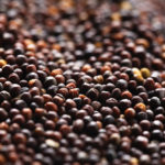 Top-quality canola is fetching good prices, but many producers are finding that damaged is heavily discounted.