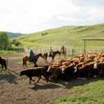 The quest to find concrete ways to measure the sustainability of Canadian beef production began in 2015.