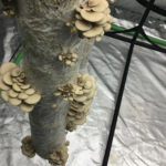 It only takes two weeks to go from spent grains to harvesting mushrooms.