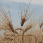 There should be enough seed to go around, but the most popular varieties have been sold out for a while.