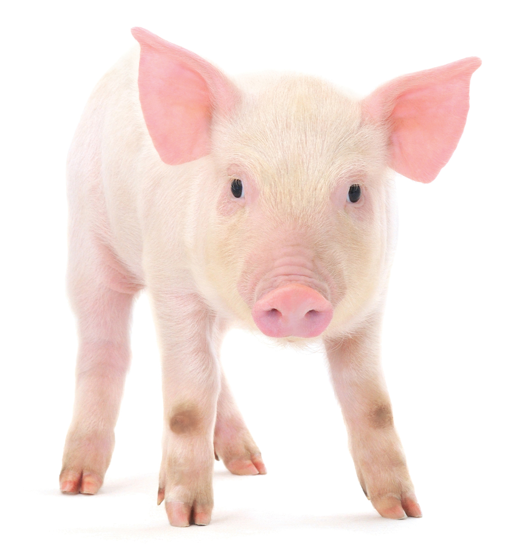 Alberta Pork website gets a revamp