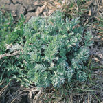 Prevention through proper grazing management is the best way to keep absinthe wormwood out of pastures.