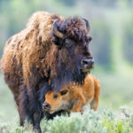 You can make good money raising bison — if you can keep your feeder costs down.