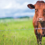 Rigorous testing protocols ensure cattle released from quarantine are safe to buy and be placed in other herds.