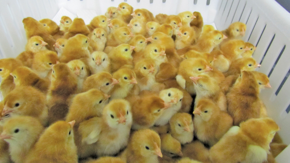 Heritage Chicks Available Now Alberta Farmer Express