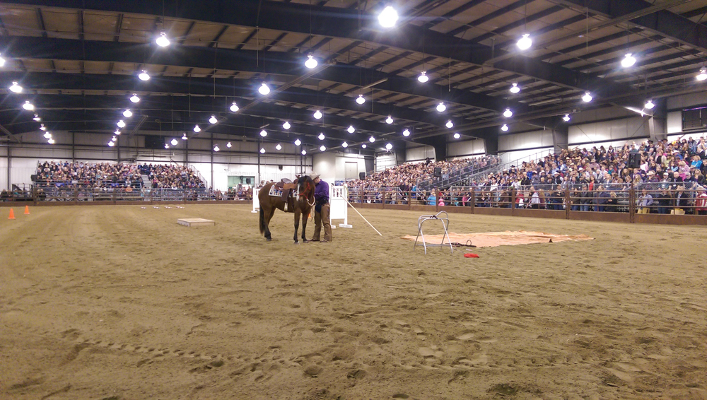 The Trainer’s Challenge is one of the most fascinating — and popular — features of the Mane Event.  Contestants have just a weekend to train a young unbroken horse.