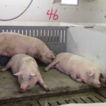 Sows loafing on solid lying areas in a barn converted to group gestation with electronic sow feeders.