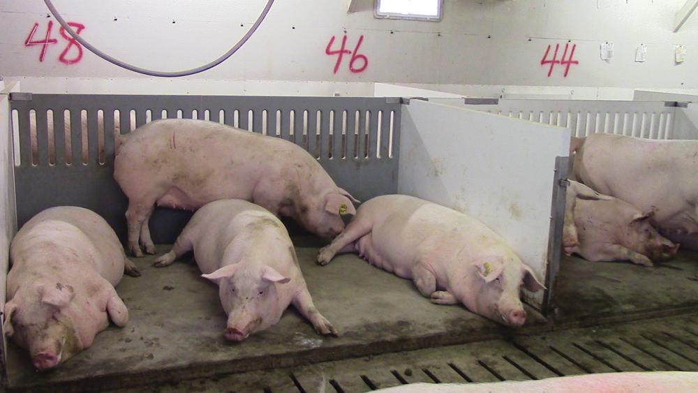 Sows loafing on solid lying areas in a barn converted to group gestation with electronic sow feeders.