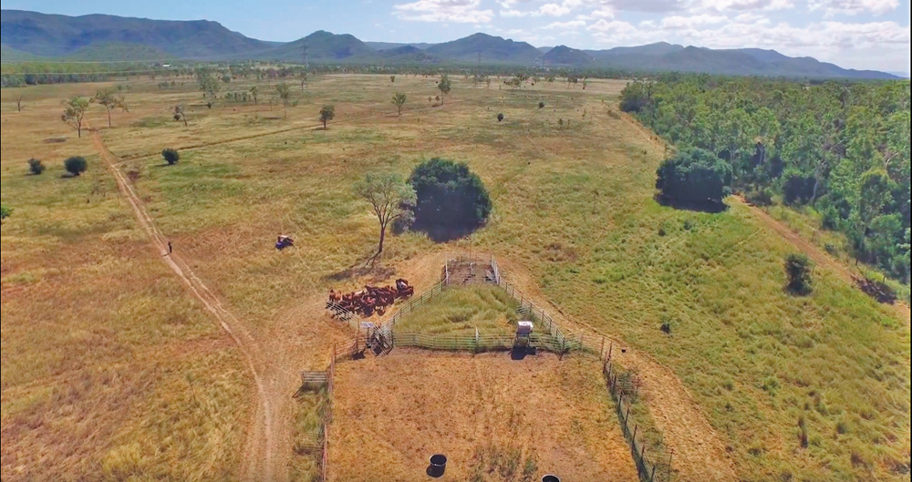 Australia is the world leader in remote management of cattle. In this clip from a Digital Homestead video (available at www.digitalhomestead.org), cattle are about to walk over weighing scales to get to water. The solar-powered scales will recognize each animal by its collar and wirelessly upload its weight.