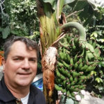 Stan Blade, dean of agriculture, life and environmental sciences at the University of Alberta, poses with a banana plant in a botanical garden in the United States.