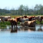 They’ll drink to that — cows and calves do better with cleaner water