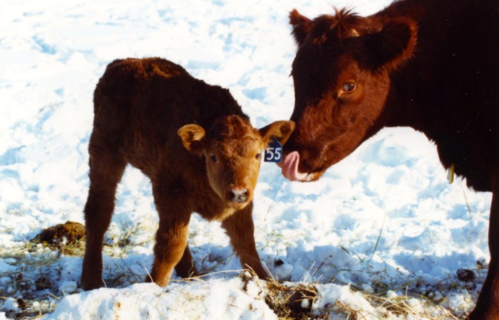 Tell your beef story and win $1,000