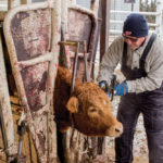 SAIT researcher Glen Kathler applies an RFID-enabled ear tag at
CL Ranches west of Calgary.