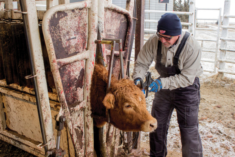 Environmental effects of feeding dried distillers grains to cattle