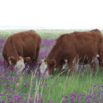 Native species are the Steady Eddies of forages — resilient and consistently able to contribute to performance even during
extreme-weather years.