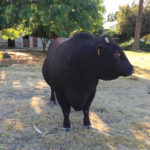 Judging from the number of calls that one Alberta rancher receives about Sussex cattle, there a lot of producers who would like to have a purebred bull like the one reporter Alexis Kienlen saw in South Africa.