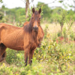 Sometimes dentally challenged horses will lose weight through the winter, and rebound over the summer, meaning a fall euthanasia date may be best for them.