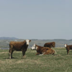Breeding better cattle, feeding them more efficiently, and an in-depth look at replacement heifers are the focus of this year’s Bov-Innovation.