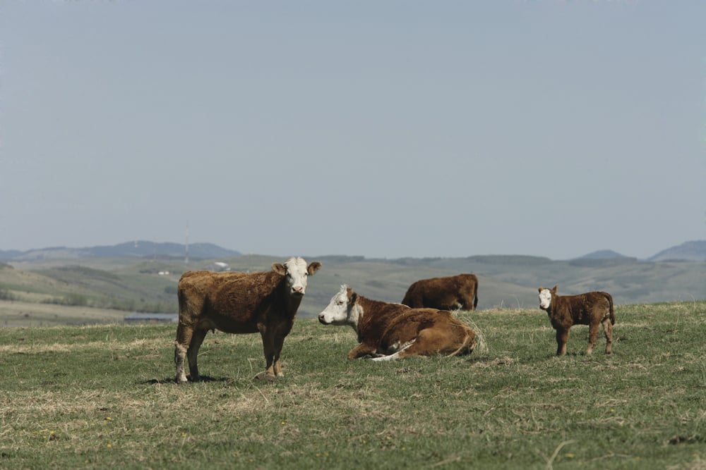 Breeding better cattle, feeding them more efficiently, and an in-depth look at replacement heifers are the focus of this year’s Bov-Innovation.