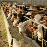 Who saw this coming? The recent 50 per cent rally in cattle prices far surpassed what most market analysts were expecting.