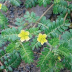 Puncturevine, which is easily recognizable, has been found in B.C. and would find Alberta to its liking.