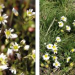 Assessing the threat from a weed starts with identifying it. For example, whitlow grass (left) isn’t a big threat, but scentless chamomile (right) is, says provincial crop specialist Harry Brook. photos: wiki commons